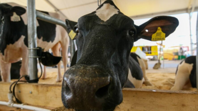 В Татарстане цифровизируют сельское хозяйство: На это потратят несколько десятков миллионов рублей 27/04/2026 &ndash;