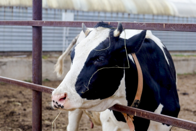 В АПК Нижегородской области реализуют 90 проектов на 79 миллиардов рублей