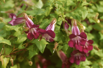 Азарина &mdash; лиана до 5 метров с яркими цветами: как украсить участок и балкон без хлопот