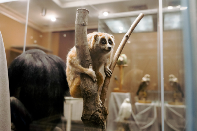 Купил попугая &ndash; стал контрабандистом: в Казанском Кремле открылась выставка о нелегальной торговле