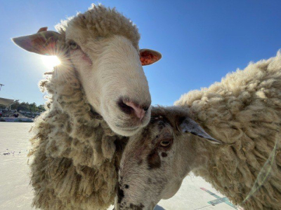 &laquo;В Татарстане овец достаточно&raquo;: начался завоз животных к Курбан-байраму