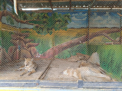 В Токмоке выявили незаконный зоопарк с дикими животными