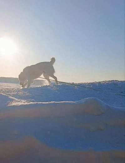 Минниханов поделился фотографией прогулки со своим псом и пожелал татарстанцем тепла