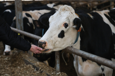 Зяббаров попросил минсельхоз РФ&nbsp;вернуть федеральную субсидию на&nbsp;реализованное молоко