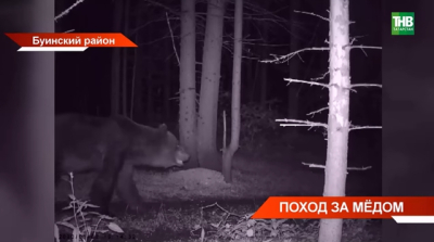 В Татарстане напомнили о запрете охоты на медведиц и медвежат и призвали быть бдительными в лесу