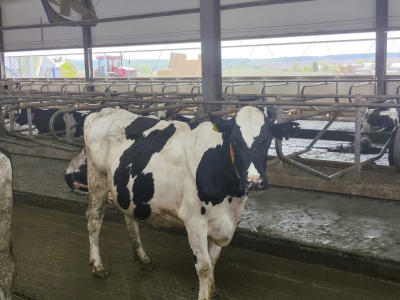 В Новосибирской области пострадавшим семьям установили сроки ежемесячных перечислений за изъятых сельхозживотных