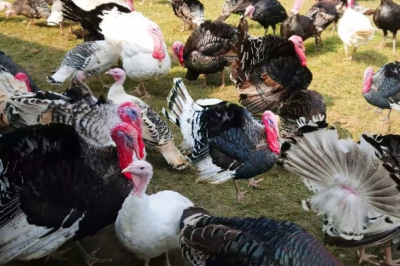 Эксперты: &laquo;Ближайшие пять лет индейководство будет расти на 3&mdash;5% в год&raquo;