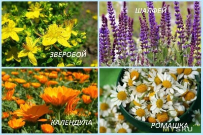 Лекарственные травы станут сельхозкультурами: ЖК одобрил законопроект