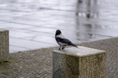 &laquo;Могут напасть&raquo;: орнитолог КФУ объяснил, почему весной вороны становятся агрессивными