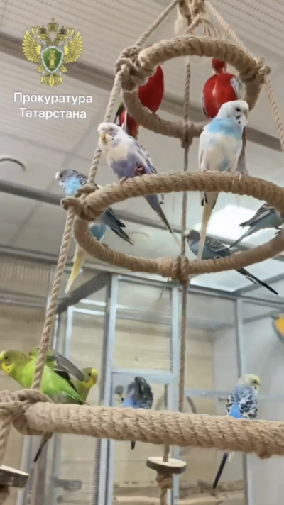 Прокуратура нашла нарушения в работе выставки попугаев в Челнах