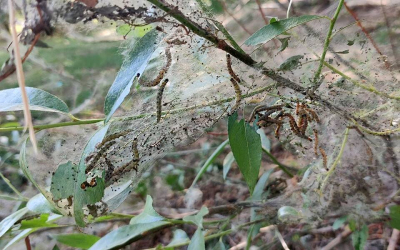 Трипсы зимуют в полях, плодожорки &ndash; в огородах: снежная зима грозит нашествием вредителей