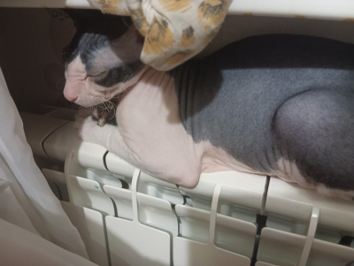 &laquo;Арктические вторжения&raquo;: москвичей предупредили о погодных сюрпризах после смены резины