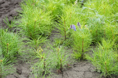 Площадь лесного фонда увеличили в области Жетісу