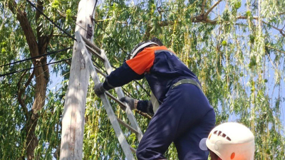 Забравшуюся на электрическую опору кошку спасли сотрудники МЧС